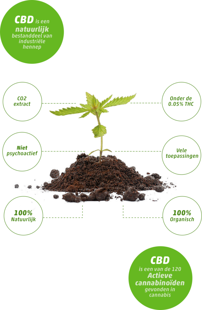 Cannabinoiden CBD CBG CBN CBC, Cannazon